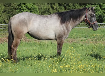 Caballo cuarto de milla, Semental, 2 años, 150 cm, Musgo