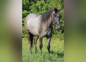 Caballo cuarto de milla, Semental, 2 años, 150 cm, Musgo