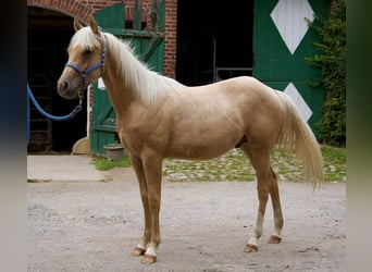 Caballo cuarto de milla, Semental, 2 años, 150 cm, Palomino