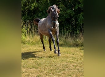 Caballo cuarto de milla, Semental, 2 años, 150 cm, Ruano azulado
