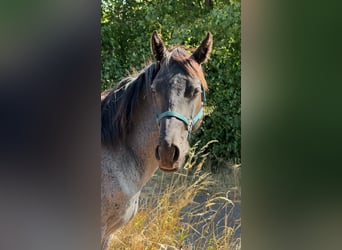 Caballo cuarto de milla, Semental, 2 años, 150 cm, Ruano azulado