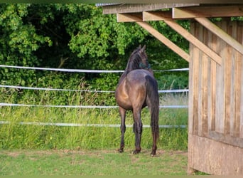 Caballo cuarto de milla, Semental, 2 años, 150 cm, Ruano azulado