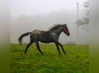 Caballo cuarto de milla, Semental, 2 años, 150 cm, Ruano azulado