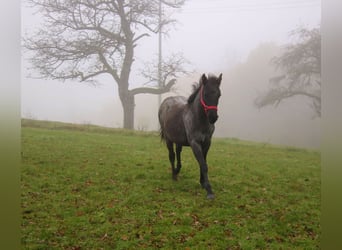 Caballo cuarto de milla, Semental, 2 años, 150 cm, Ruano azulado