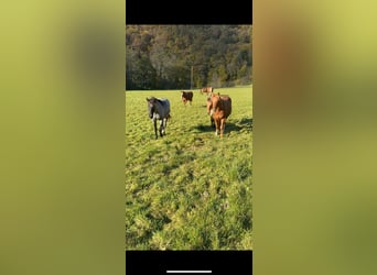 Caballo cuarto de milla, Semental, 2 años, 150 cm, Ruano azulado