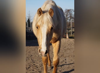 Caballo cuarto de milla, Semental, 2 años, 151 cm, Palomino