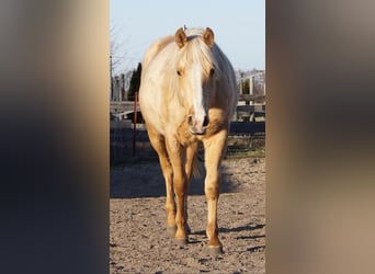 Caballo cuarto de milla, Semental, 2 años, 151 cm, Palomino