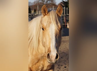 Caballo cuarto de milla, Semental, 2 años, 151 cm, Palomino