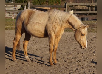 Caballo cuarto de milla, Semental, 2 años, 151 cm, Palomino