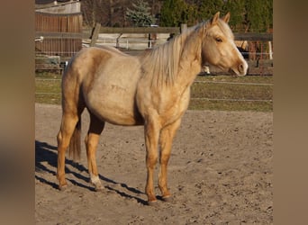 Caballo cuarto de milla, Semental, 2 años, 151 cm, Palomino