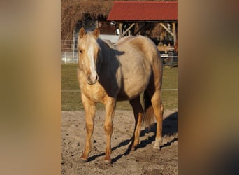 Caballo cuarto de milla, Semental, 2 años, 151 cm, Palomino