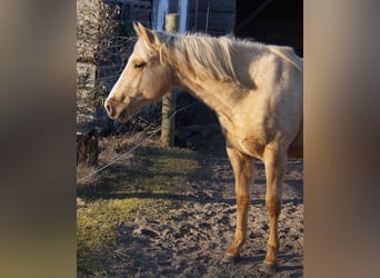 Caballo cuarto de milla, Semental, 2 años, 151 cm, Palomino