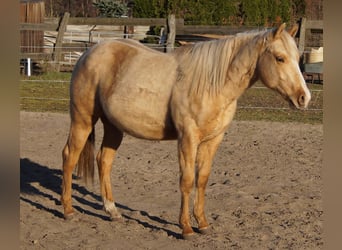 Caballo cuarto de milla, Semental, 2 años, 151 cm, Palomino