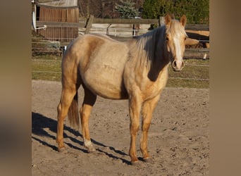 Caballo cuarto de milla, Semental, 2 años, 151 cm, Palomino