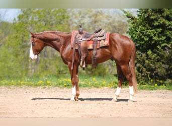 Caballo cuarto de milla, Semental, 2 años, 152 cm, Alazán rojizo