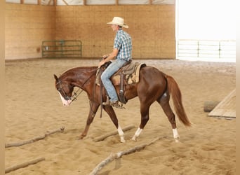 Caballo cuarto de milla, Semental, 2 años, 152 cm, Alazán rojizo