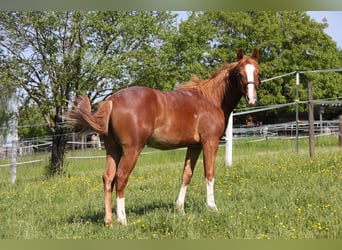 Caballo cuarto de milla, Semental, 2 años, 152 cm, Alazán