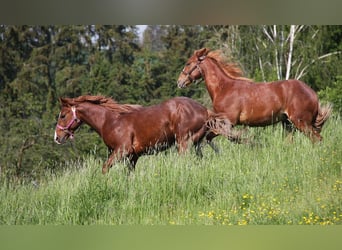 Caballo cuarto de milla, Semental, 2 años, 152 cm, Alazán