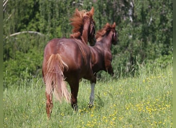 Caballo cuarto de milla, Semental, 2 años, 152 cm, Alazán