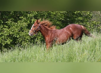 Caballo cuarto de milla, Semental, 2 años, 152 cm, Alazán