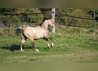 Caballo cuarto de milla, Semental, 2 años, 152 cm, Bayo