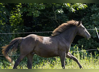 Caballo cuarto de milla, Semental, 2 años, 152 cm, Buckskin/Bayo