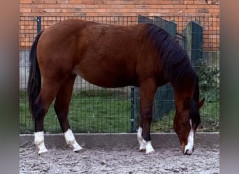Caballo cuarto de milla, Semental, 2 años, 152 cm, Castaño