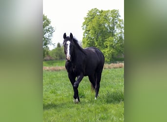 Caballo cuarto de milla, Semental, 2 años, 152 cm, Negro