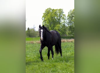 Caballo cuarto de milla, Semental, 2 años, 152 cm, Negro