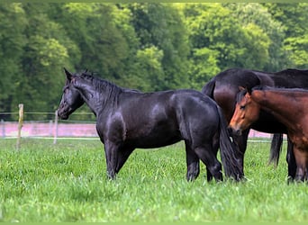Caballo cuarto de milla, Semental, 2 años, 152 cm, Negro