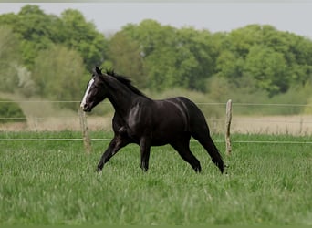 Caballo cuarto de milla, Semental, 2 años, 152 cm, Negro