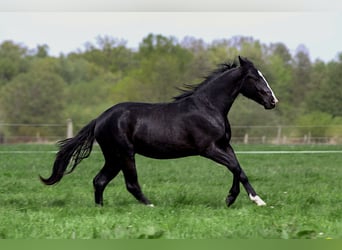 Caballo cuarto de milla, Semental, 2 años, 152 cm, Negro