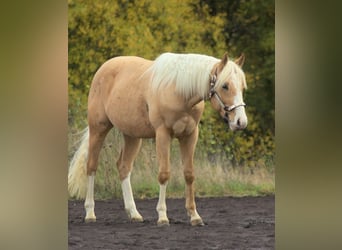 Caballo cuarto de milla, Semental, 2 años, 152 cm, Palomino