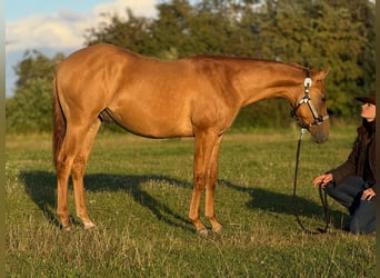 Caballo cuarto de milla, Semental, 2 años, 152 cm, Red Dun/Cervuno