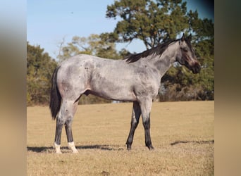 Caballo cuarto de milla, Semental, 2 años, 152 cm, Ruano azulado