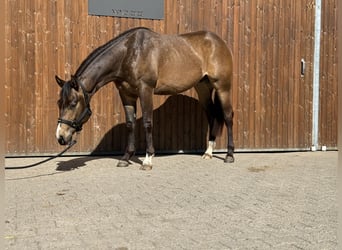 Caballo cuarto de milla, Semental, 2 años, 154 cm, Buckskin/Bayo