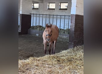 Caballo cuarto de milla, Semental, 2 años, 154 cm, Red Dun/Cervuno