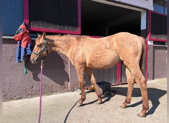 Caballo cuarto de milla, Semental, 2 años, 154 cm, Red Dun/Cervuno