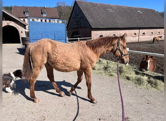 Caballo cuarto de milla, Semental, 2 años, 154 cm, Red Dun/Cervuno