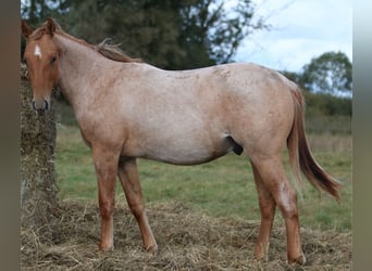 Caballo cuarto de milla, Semental, 2 años, 154 cm, Ruano alazán