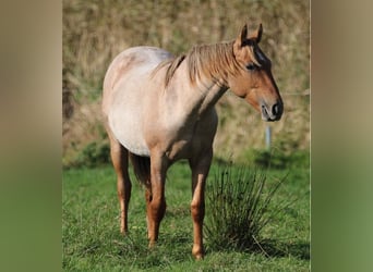 Caballo cuarto de milla, Semental, 2 años, 154 cm, Ruano alazán