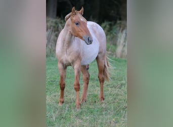 Caballo cuarto de milla, Semental, 2 años, 154 cm, Ruano alazán