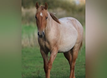 Caballo cuarto de milla, Semental, 2 años, 154 cm, Ruano alazán