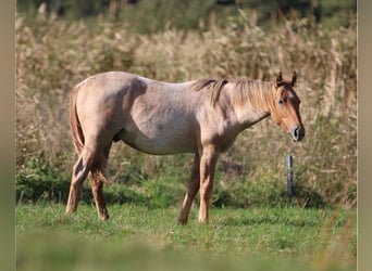 Caballo cuarto de milla, Semental, 2 años, 154 cm, Ruano alazán