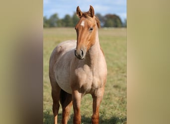 Caballo cuarto de milla, Semental, 2 años, 154 cm, Ruano alazán