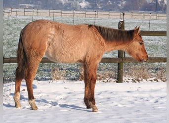 Caballo cuarto de milla, Semental, 2 años, 155 cm, Bayo