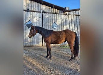 Caballo cuarto de milla, Semental, 2 años, 155 cm, Castaño
