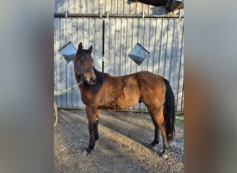 Caballo cuarto de milla, Semental, 2 años, 155 cm, Castaño