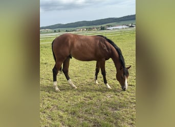 Caballo cuarto de milla, Semental, 2 años, 155 cm, Castaño