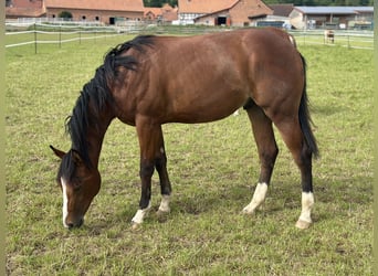 Caballo cuarto de milla, Semental, 2 años, 155 cm, Castaño